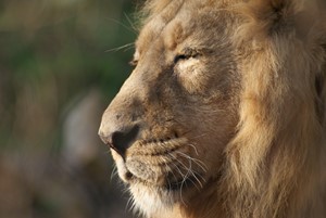 Side profile of an Asiatic Lion