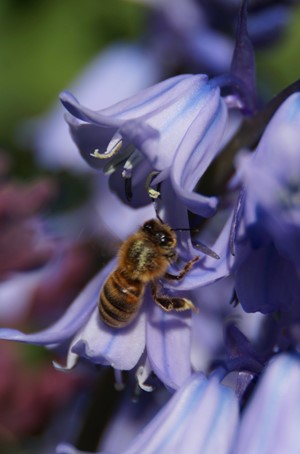 Macro photo of a bee in a bluebell flower