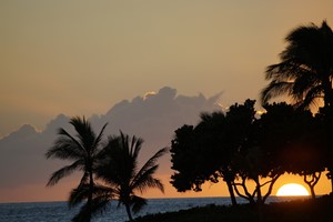 Beach sunset in Hawaii with palm tree silhouettes