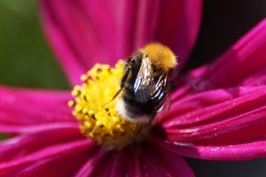 Macro photo of a bee on a pink cosmo flower