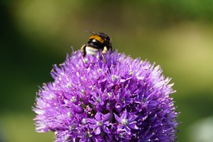 A bee on a purple Allium