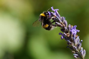 Macro photo of a bee on lavender