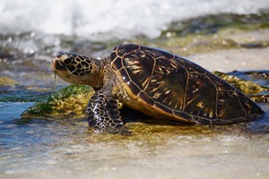 A Turtle on the Lost Survivors Beach in Hawaii