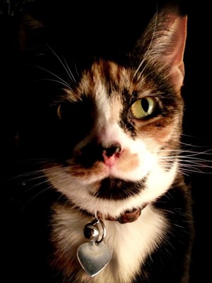 Portrait photo of a tortoiseshell cat