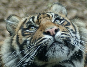 Closeup photo of a Sumatran Tiger